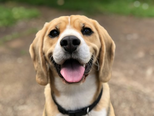 Charles the Dog - Iconic Coding Companion